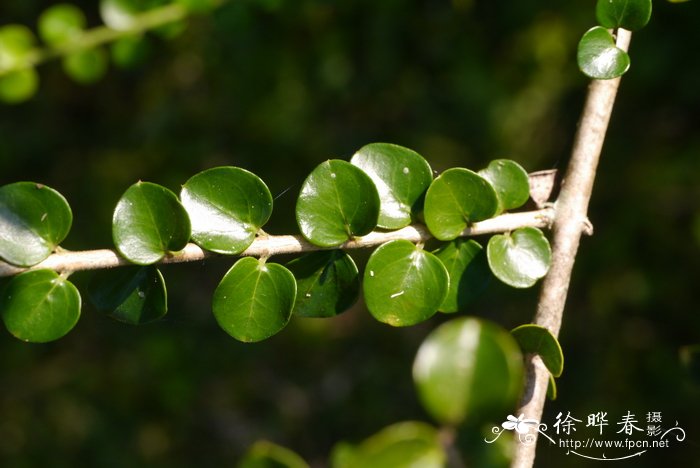 仙人掌科植物大全