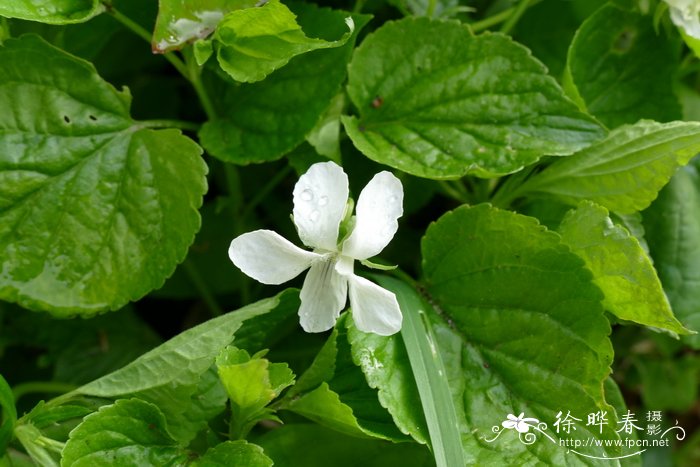 玉树开花吗几年开花