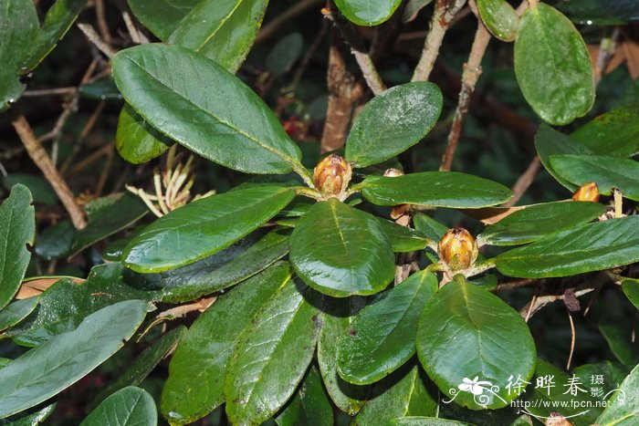 茉莉花茶的种类