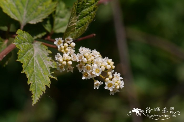 火炬花