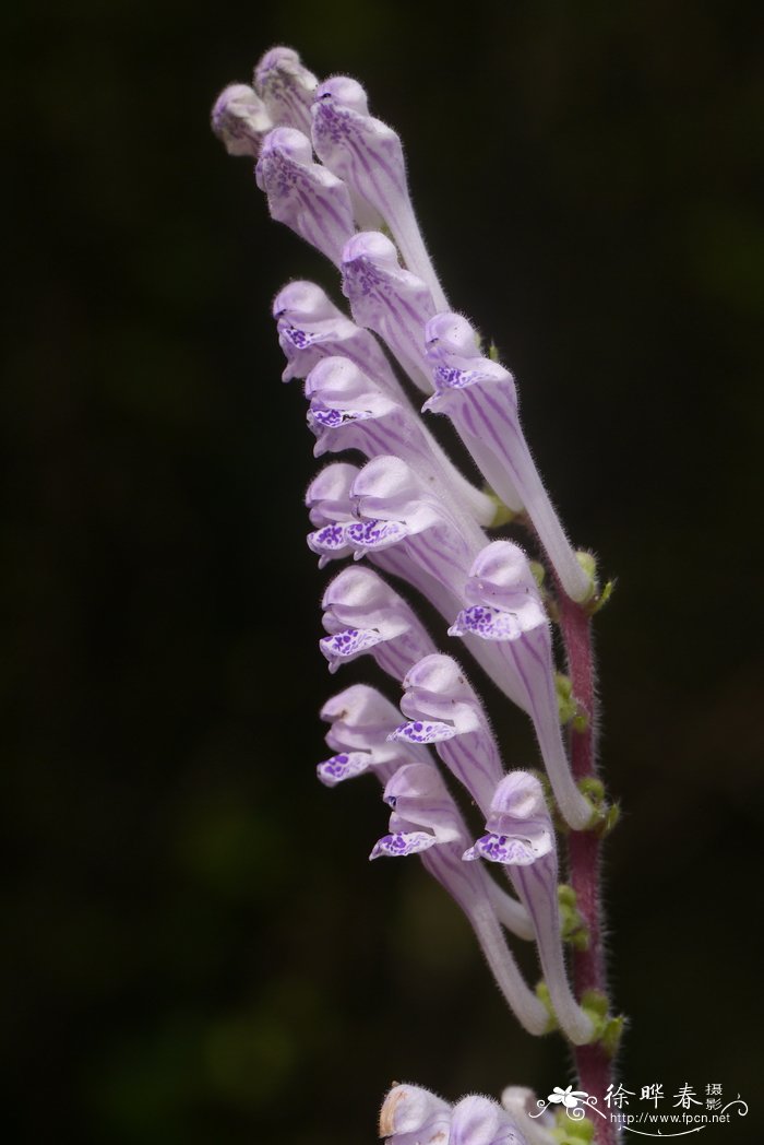 玫瑰花的样子