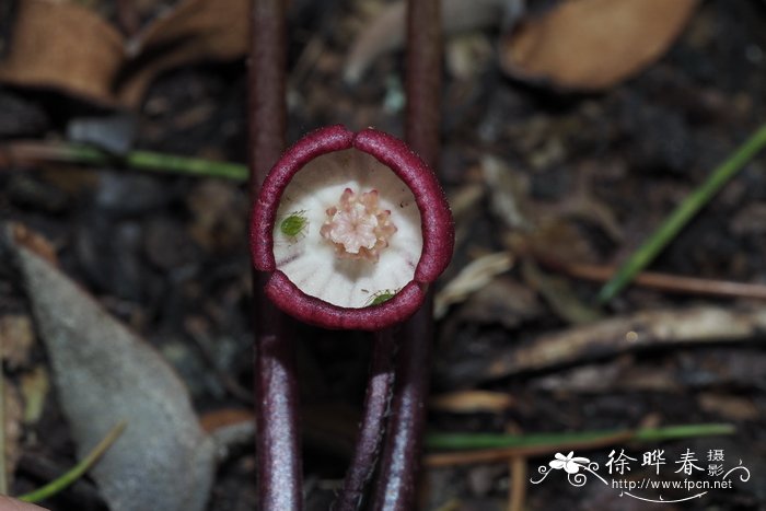 蓝花鼠尾草