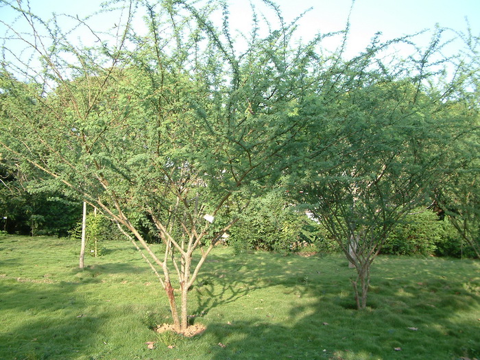 水仙花长什么样