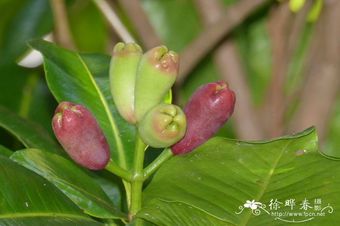 食用花卉