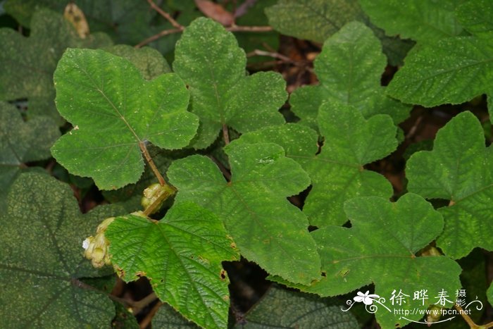 高档花束图片大全图片