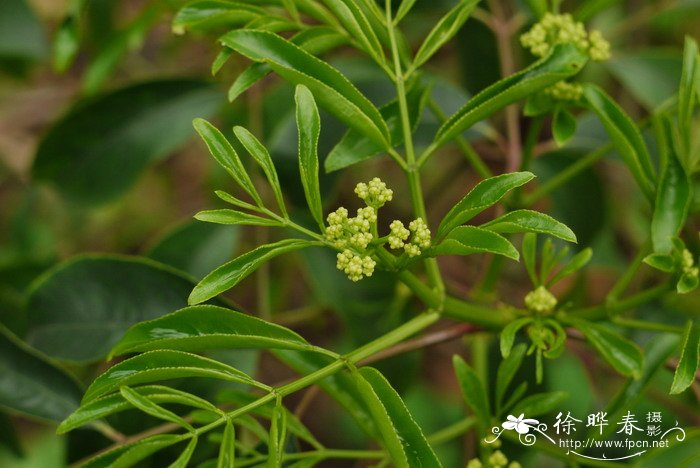 梵高向日葵图片