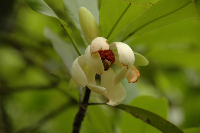 茉莉花茶价格