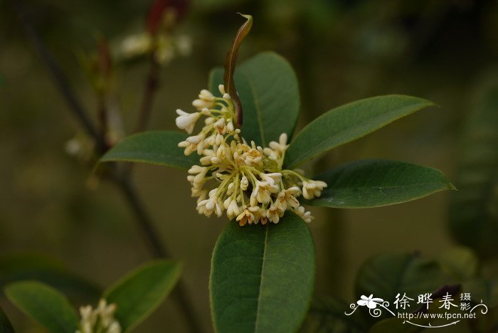 法国香水藤茉莉