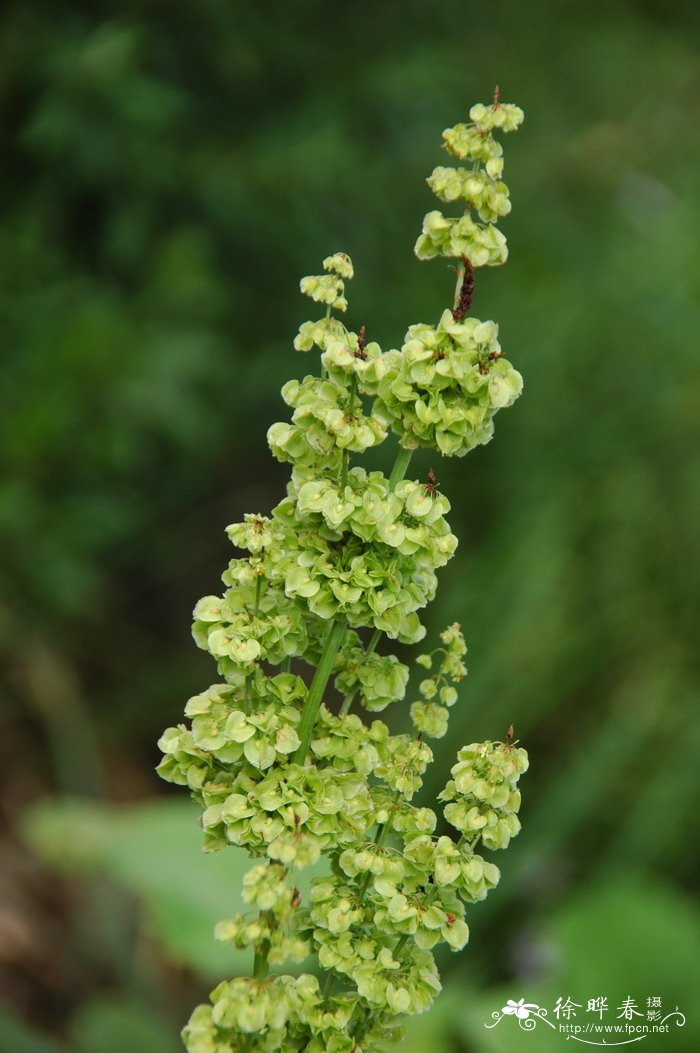 九里香花怎么养家庭养法