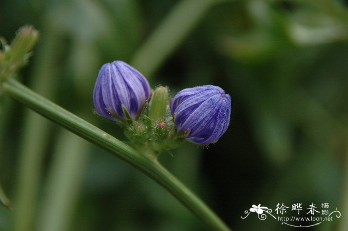 观赏性的樱花树长出的果实