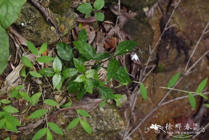 白茶花花语