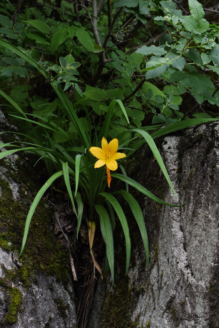 薰衣草开花时间