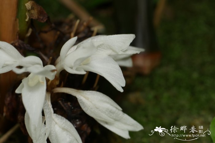 桂花树这一棵要多少钱