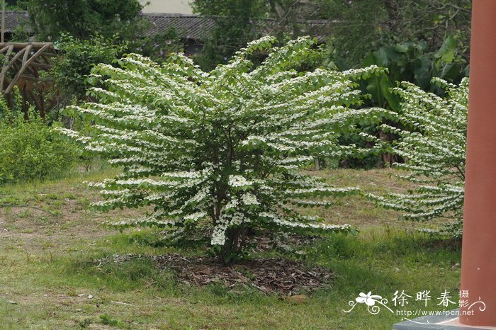 樱桃树种植