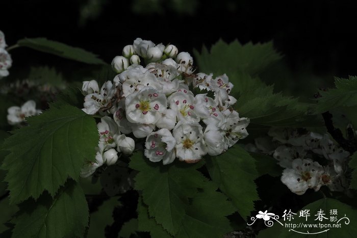 超漂亮的玫瑰花图片