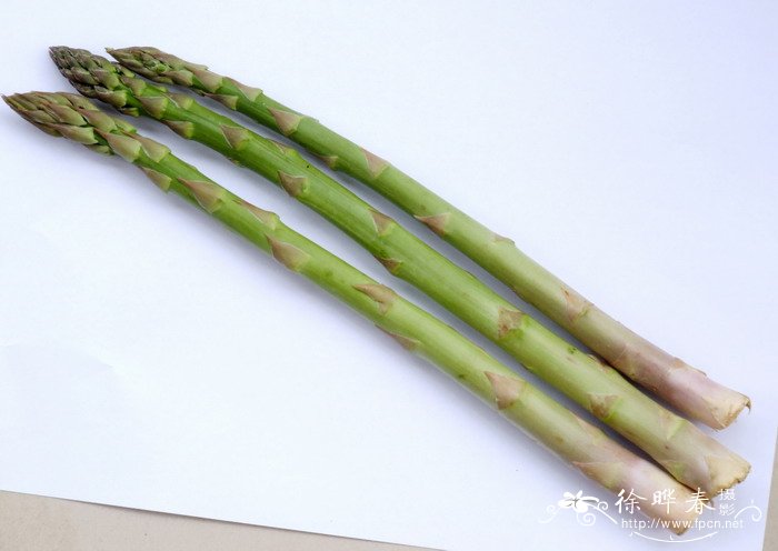 女雏多肉植物图片