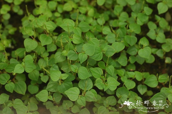 胡萝卜种植时间和方法