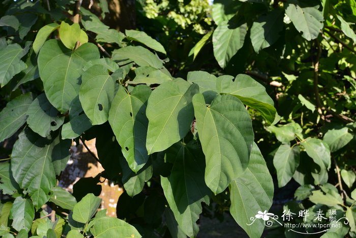 黄木香花为什么叫鬼招手