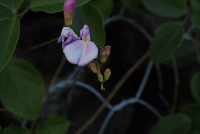 鲜花图片大全