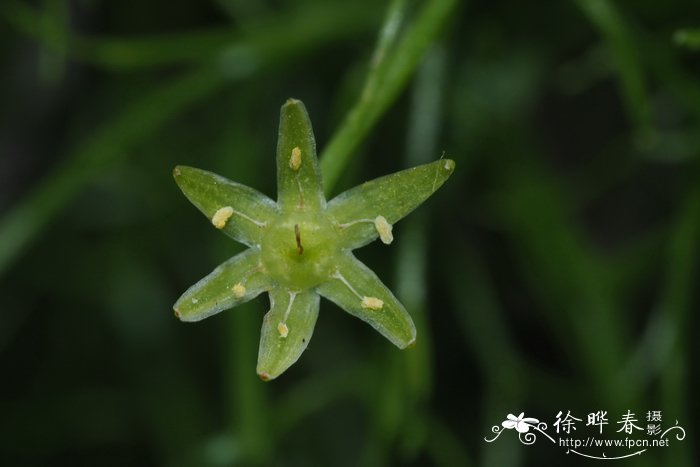 夏天开的花