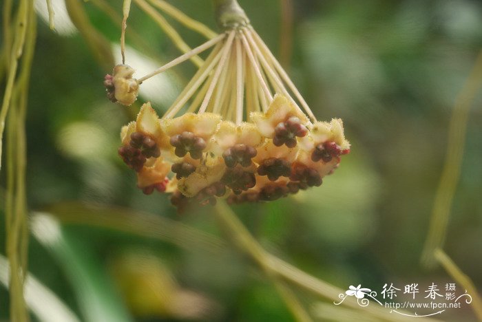 名贵花木品种大全图片