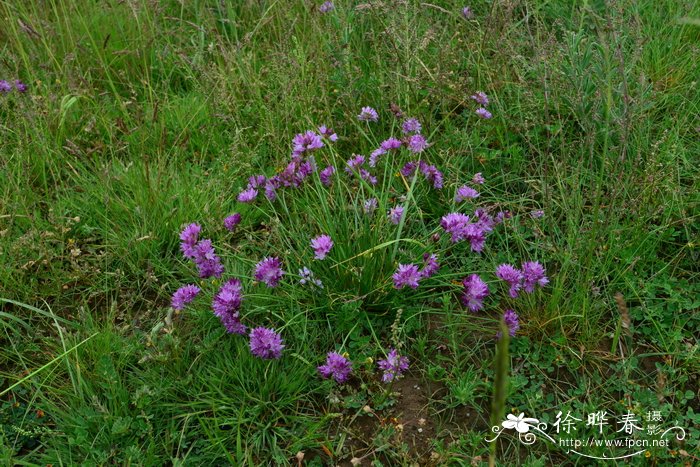 山茶花寓意