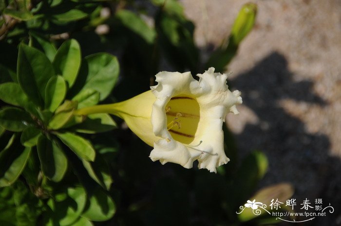 茉莉花的养殖方法和注意事项