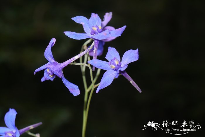 北京花海阁