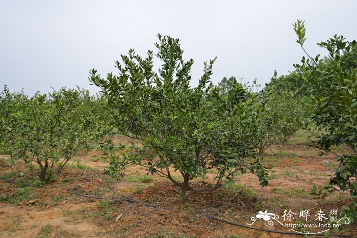 黄郁金香花语暗示什么