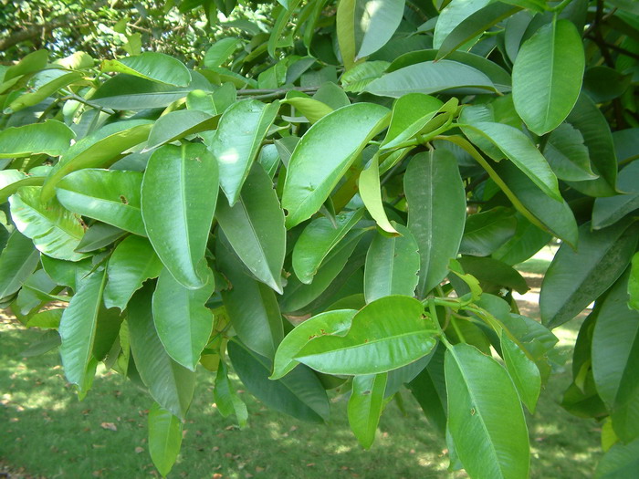 100种常见多肉植物图鉴