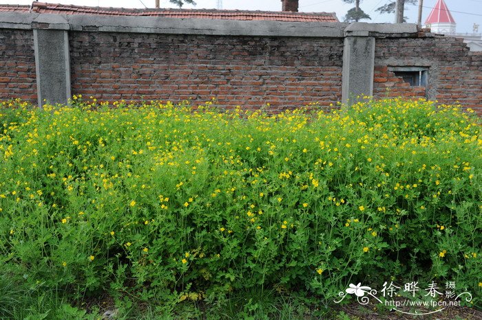 大丽花种球一定要挖出来吗