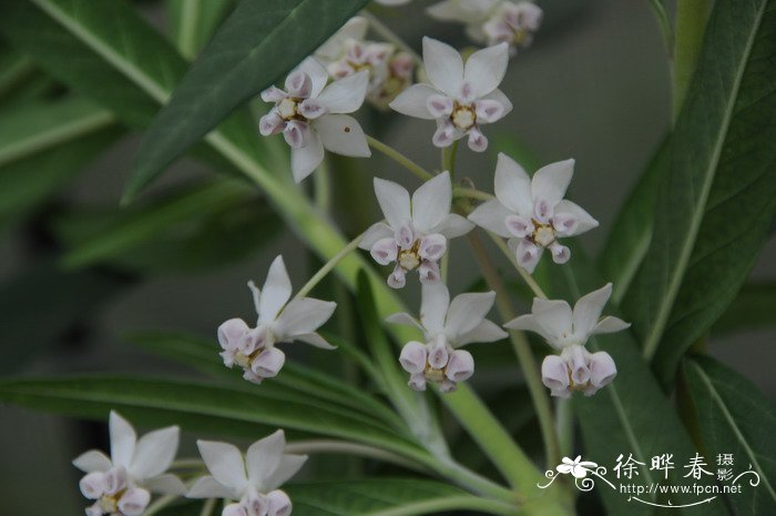 菠萝的种植方法