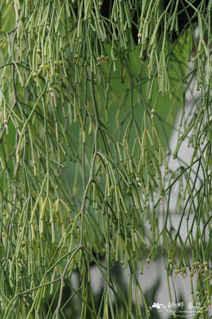 教师节送老师什么花