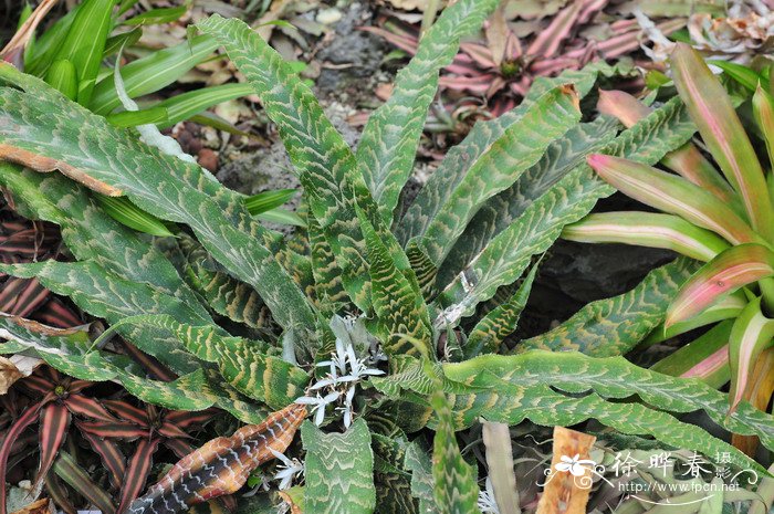 什么植物防电脑辐射