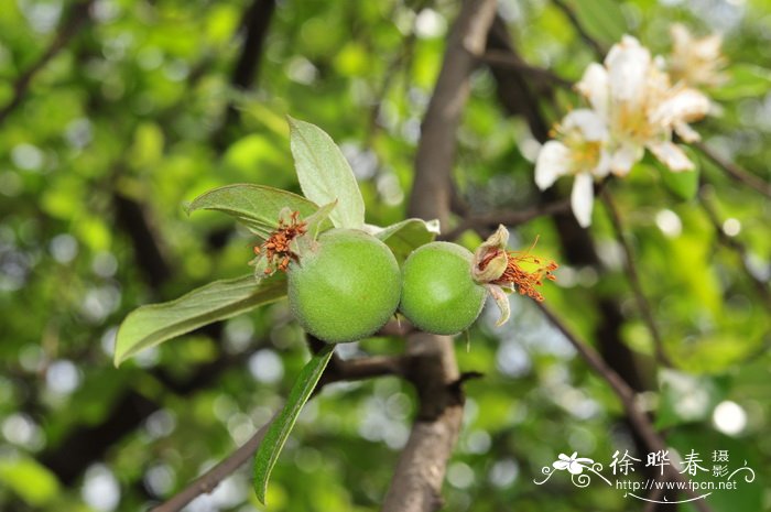 豆角种植时间和技术