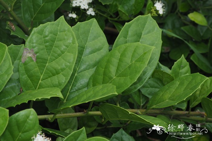 多肉植物会开花吗