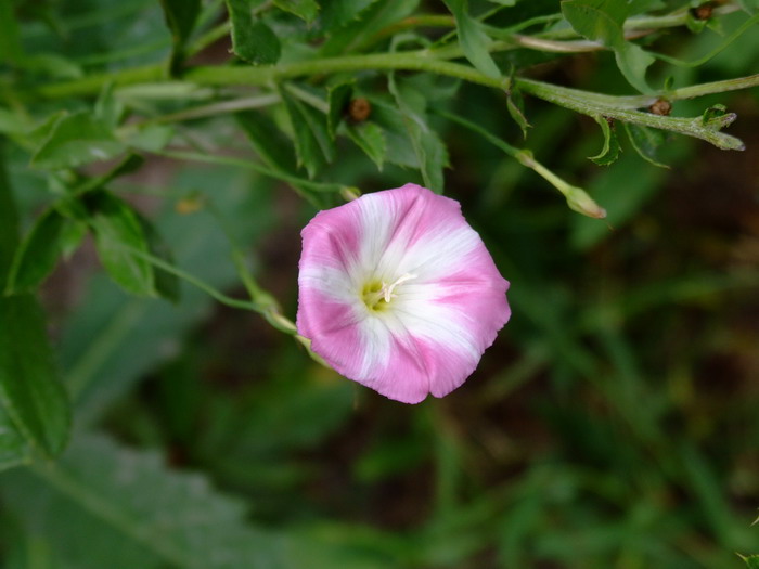 白草莓