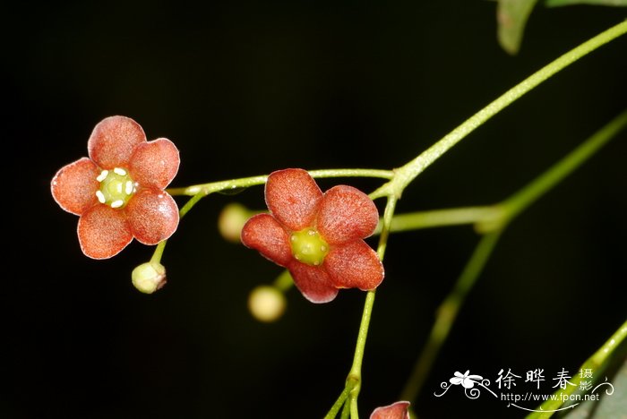 玫瑰花颜色代表的含义