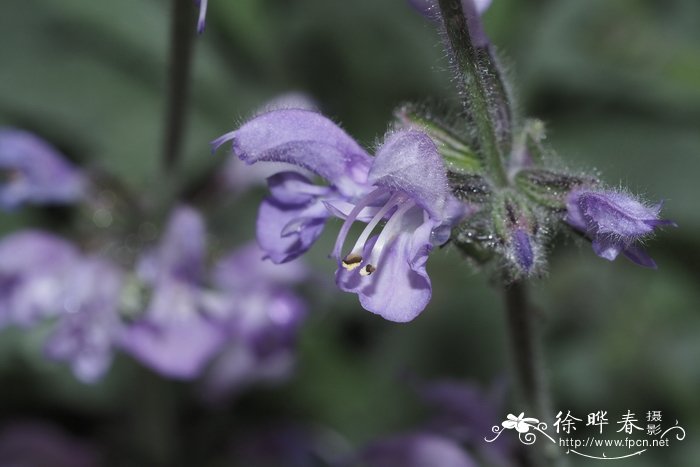 玉兰花样子特点外貌