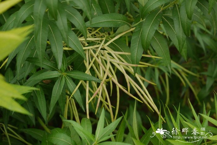 凤凰花是哪里的市花