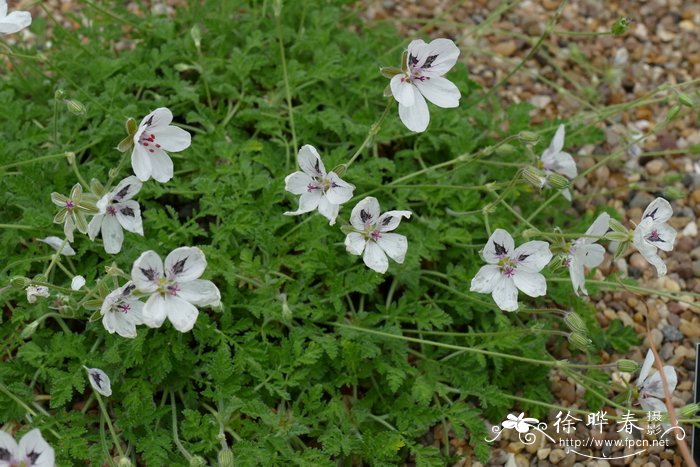 长春花播种