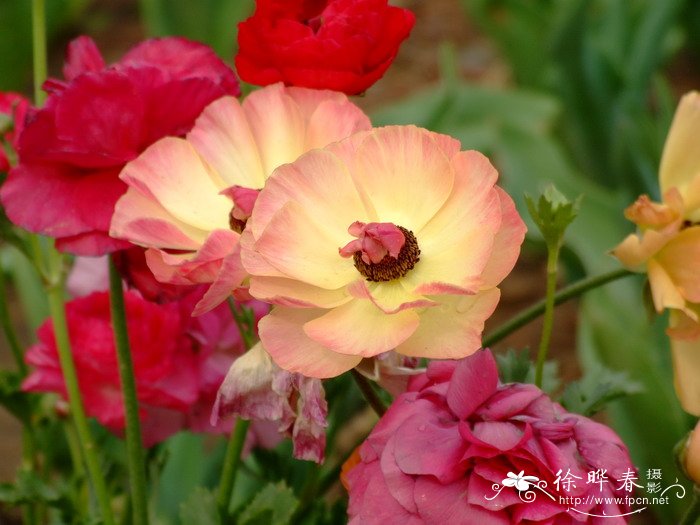 漳州最大的花卉批发市场在哪