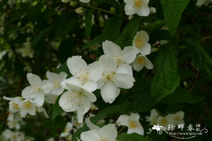 夜来香什么季节开花