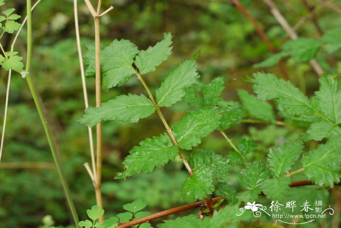 海棠花长蚜虫怎么办