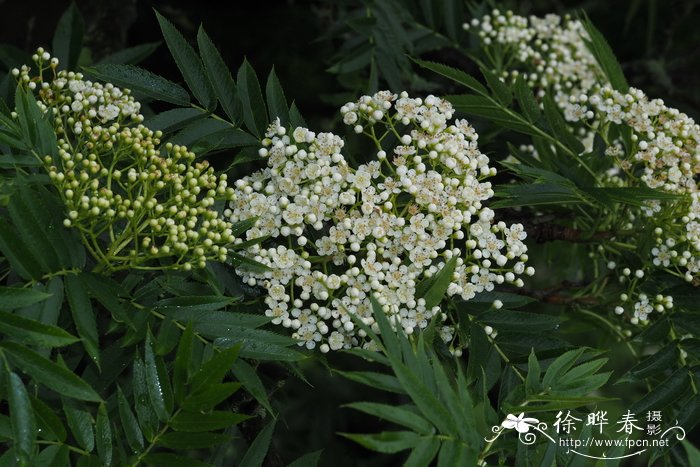 无土栽培的方法有哪些方法