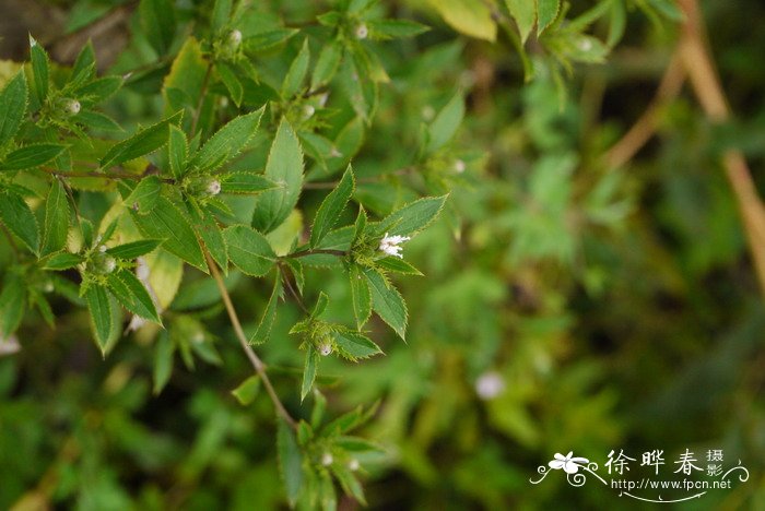 肉肉植物图片