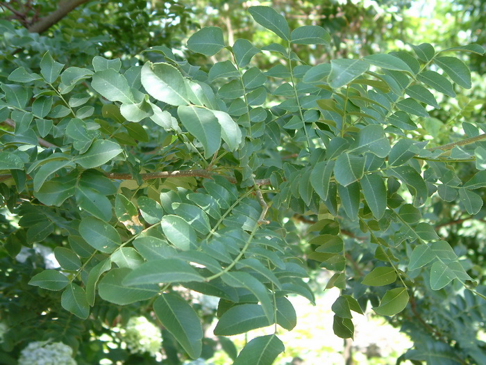 茉莉花茶价格