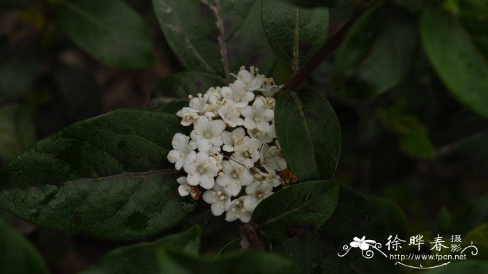 荷花的介绍