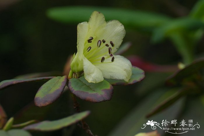 菊花有几种颜色