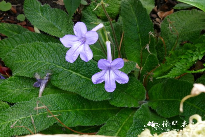 什么花吸甲醛最好